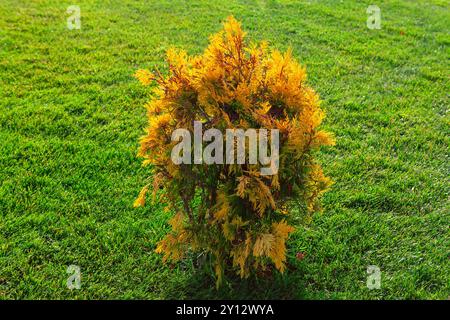 Thuja Occidentalis plante contre l'herbe verte dans le parc. Bush est entouré d'herbe et il fait partie du paysage naturel Banque D'Images