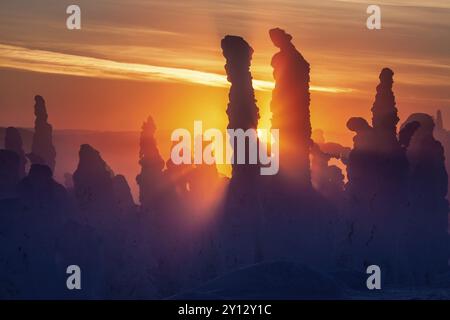 Arbres enneigés au coucher du soleil, contre-jour, toundra, Dalton Highway, Alaska, États-Unis, Amérique du Nord Banque D'Images