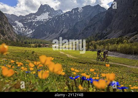 VTT sur le pâturage de montagne en face du paysage de montagne, prairie de fleurs, contre-jour, Falzthurntal, montagnes Karwendel, Tyrol, Autriche, Europe Banque D'Images