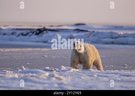 Ours polaires (Ursus maritimus), mère ours polaire qui court avec excitation dans la neige, lumière du soir, Kaktovik, Arctic National Wildlife refuge, Alaska, États-Unis, Banque D'Images