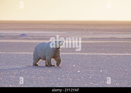 Ours polaire (Ursus maritimus), marcher dans la neige, lumière du soir, banquise, contre-jour, Kaktovik, Arctic National Wildlife refuge, Alaska, États-Unis, Nord A Banque D'Images