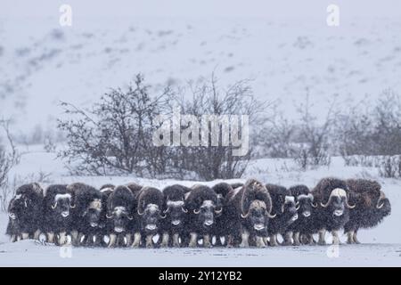 Boeufs musqués (Ovibos moschatus), troupeau dans une tempête de neige, debout, North Slope, Alaska, États-Unis, Amérique du Nord Banque D'Images