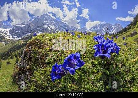 Gentiane bleue (Gentiana alpina) en face des montagnes en contre-jour, gros plan, Engalm, montagnes Karwendel, Tyrol, Autriche, Europe Banque D'Images