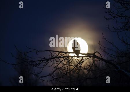 Aigle à tête blanche (Haliaeetus leucocephalus) perché sur la branche devant la pleine lune, Haines, Alaska, USA, Amérique du Nord Banque D'Images