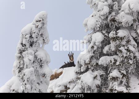 Chamois (Rupicapra rupicapra), couché dans la neige, frontal, forêt montagneuse, Alpes d'Ammergau, haute-Bavière, Bavière, Allemagne, Europe Banque D'Images