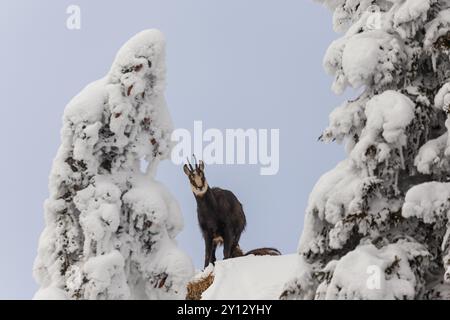 Chamois (Rupicapra rupicapra), debout dans la neige, frontal, forêt de montagne, Alpes d'Ammergau, haute-Bavière, Bavière, Allemagne, Europe Banque D'Images