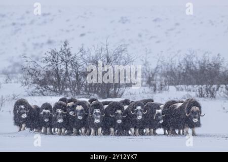 Boeufs musqués (Ovibos moschatus), troupeau dans une tempête de neige, debout, North Slope, Alaska, États-Unis, Amérique du Nord Banque D'Images