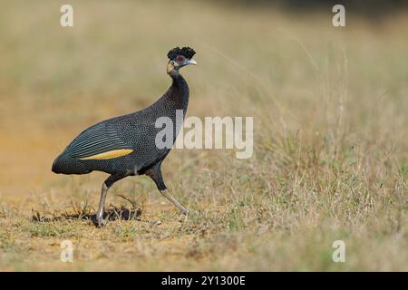 Kenya Crested pintade, Crested Guineafowl, Guttera pucherani, Pintade de Pucheran, Pintada monuda oriental, famille de pintades, Sand Forest Lodge, Banque D'Images