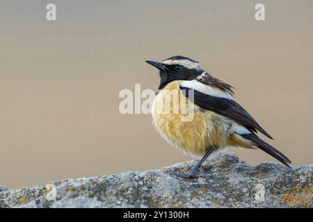 Buff-Shouled Chat, Buff-Streaked Bushchat, Buff-Streaked Chat, Campicoloides bifasciatus, Oenanthe bifasciata, Saxicola bifasciata, Saxicola bifasc Banque D'Images