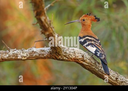 African Hoopoe, African Hoopoe, (Upupa africana), Ithala Game Reserve, Louwsburg, KwaZulu-Natal, Afrique du Sud, Afrique Banque D'Images