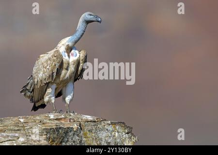 Cape Vulture, aussi cape Griffon (Gyps coprotheres), Giant's Castle Hide, KwaZulu-Natal, Afrique du Sud, Afrique Banque D'Images