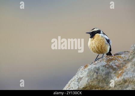 Buff-Shouled Chat, Buff-Streaked Bushchat, Buff-Streaked Chat, Campicoloides bifasciatus, Oenanthe bifasciata, Saxicola bifasciata, Saxicola bifasc Banque D'Images