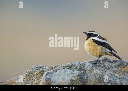 Buff-Shouled Chat, Buff-Streaked Bushchat, Buff-Streaked Chat, Campicoloides bifasciatus, Oenanthe bifasciata, Saxicola bifasciata, Saxicola bifasc Banque D'Images