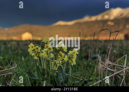 Carabine commune (Primula veris) dans un pré devant un paysage de montagne, nuages d'orage, orage, lumière du soir, Loisach-Lake Kochel-Moore, BAV Banque D'Images