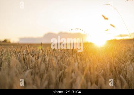 Coucher de soleil sur un large champ de blé brillant dans la lumière dorée, Gechingen, Forêt Noire, Allemagne, Europe Banque D'Images