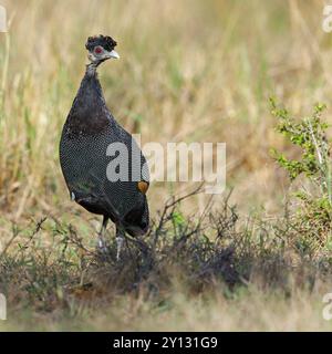 Kenya Crested pintade, Crested Guineafowl, Guttera pucherani, Pintade de Pucheran, Pintada monuda oriental, famille de pintades, Sand Forest Lodge, Banque D'Images