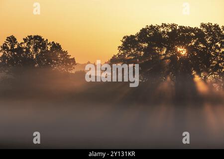 Rayons de soleil brisant dans un arbre, brouillard, contre-jour, lever de soleil, contreforts alpins, Bavière, Allemagne, Europe Banque D'Images