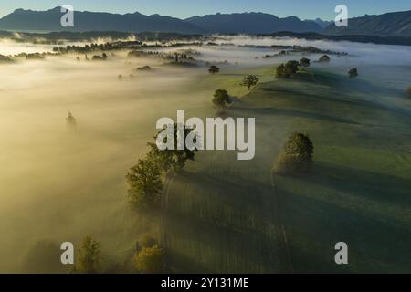 Vue aérienne des arbres (chênes) et des prairies à la lumière du matin, paysage de montagne, automne, brouillard, contreforts alpins, vue sur les Alpes bavaroises, Murnau, Haut Banque D'Images