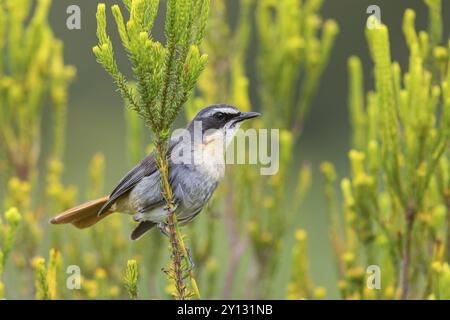 Cossypha caffra, family of flycatchers, Underberg alentours, Underberg, KwaZulu-Natal, Afrique du Sud, Afrique Banque D'Images