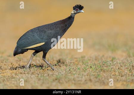 Kenya Crested pintade, Crested Guineafowl, Guttera pucherani, Pintade de Pucheran, Pintada monuda oriental, famille de pintades, Sand Forest Lodge, Banque D'Images