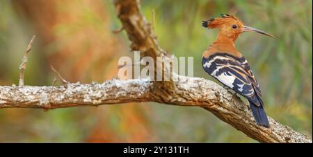 African Hoopoe, African Hoopoe, (Upupa africana), Ithala Game Reserve, Louwsburg, KwaZulu-Natal, Afrique du Sud, Afrique Banque D'Images