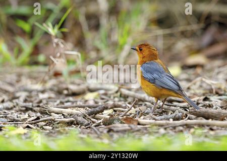 Natal Robin, Red-capped Robin Chat, Red-capped Robin-Chat, Red-capped Robin-chat, Rufous-capped Robin-chat, (Cossypha natalensi), Cossyphe a calotte R Banque D'Images