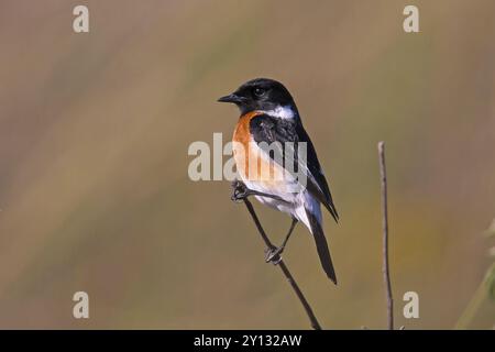 Stonechat, Saxicola torquata, col de Gemmi, Bavière, Bavière, République fédérale d'Allemagne Banque D'Images