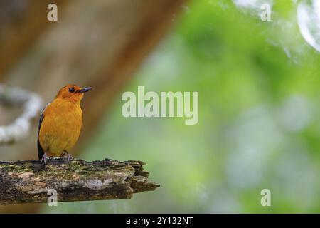 Natal Robin, Red-capped Robin Chat, Red-capped Robin-Chat, Red-capped Robin-chat, Rufous-capped Robin-chat, (Cossypha natalensi), Cossyphe a calotte R Banque D'Images