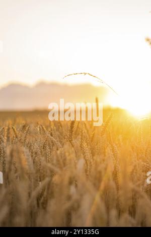 Coucher de soleil sur un champ de blé brillant dans une douce couleur dorée, Gechingen, Forêt Noire, Allemagne, Europe Banque D'Images