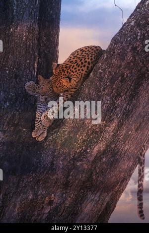 Léopard, avec jeunes, 6 mois, vieux, Panthera pardus, Botswana, Botswana, Botswana, Afrique Banque D'Images