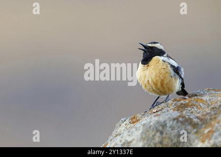 Buff-Shouled Chat, Buff-Streaked Bushchat, Buff-Streaked Chat, Campicoloides bifasciatus, Oenanthe bifasciata, Saxicola bifasciata, Saxicola bifasc Banque D'Images