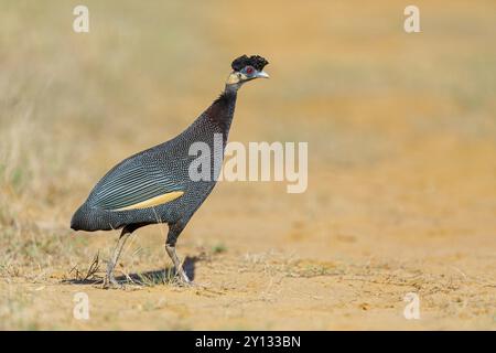 Kenya Crested pintade, Crested Guineafowl, Guttera pucherani, Pintade de Pucheran, Pintada monuda oriental, famille de pintades, Sand Forest Lodge, Banque D'Images