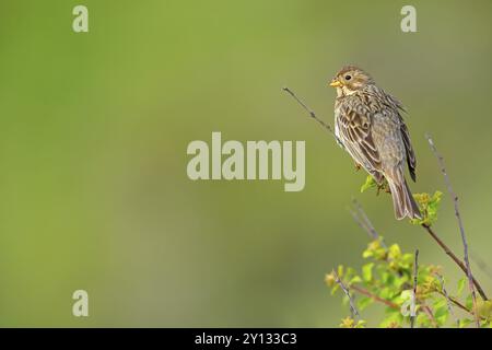 Maïs Bunting, Miliaria calandra, Emberiza calandra, Bruant proyer, Triguero, Lesbos, Grèce, Europe Banque D'Images