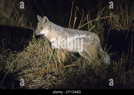 Afrique, Botswana, chacal à rayures latérales (Canis adustus), Botswana, Botswana, Afrique Banque D'Images