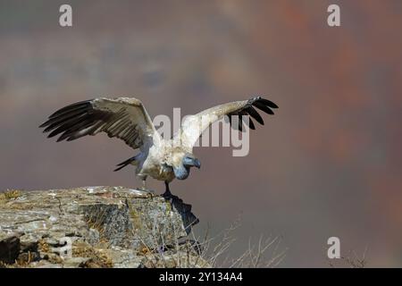 Cape Vulture, aussi cape Griffon (Gyps coprotheres), Giant's Castle Hide, KwaZulu-Natal, Afrique du Sud, Afrique Banque D'Images