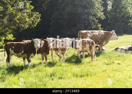 Photo d'un petit troupeau de vaches mangeant de l'herbe fraîche dans une ferme biologique Banque D'Images