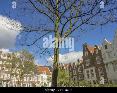 Grand arbre sur un espace vert entouré de maisons traditionnelles sous un ciel bleu, Amsterdam, pays-Bas Banque D'Images