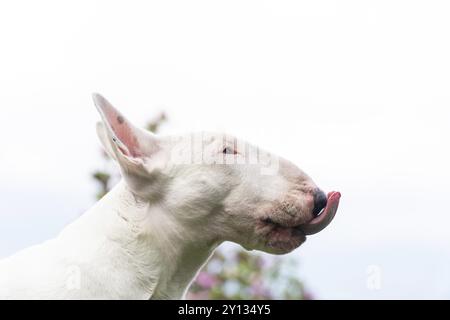 Chien blanc Bull terrier sortant la langue du portrait drôle Banque D'Images