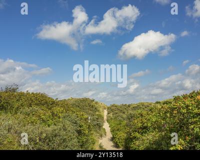 Un long sentier de sable mène à travers une végétation luxuriante dans un paysage vallonné sous un ciel nuageux, Spiekeroog, Frise orientale, mer du Nord, Allemagne, Europe Banque D'Images