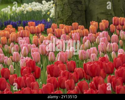 Champ de fleurs coloré avec tulipes orange, rose et rouge devant un arbre, amsterdam, pays-bas Banque D'Images