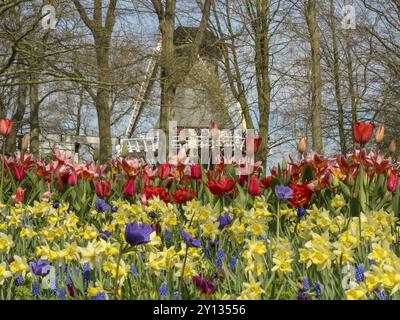 Un moulin à vent derrière un champ coloré de fleurs avec tulipes et jonquilles au printemps, amsterdam, pays-bas Banque D'Images