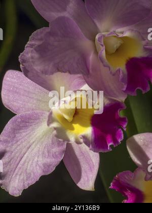 Photographie macro d'une orchidée rose avec des accents jaunes et roses, amsterdam, pays-bas Banque D'Images