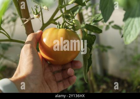 Point de vue de main tenant de tomate verte, de plus en serre. L'agriculture écologique Banque D'Images