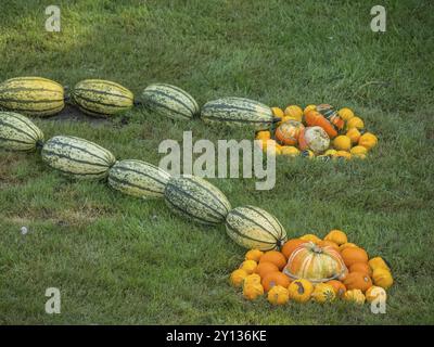 Différentes variétés de citrouilles disposées sur une pelouse, borken, muensterland, allemagne Banque D'Images