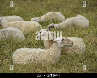 Moutons reposant et pâturant sur une prairie verte, xanten, Bas-rhin, allemagne Banque D'Images