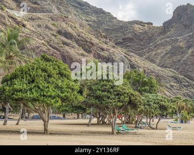 Une plage de sable avec des arbres verdoyants et des palmiers sur fond de montagne rocheuse et boisée sous un ciel nuageux, tenerife, îles canaries, espagne Banque D'Images