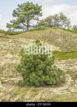 Petit pin dans un paysage de dunes herbeuses, lumière du soleil, spiekeroog, frise orientale, mer du nord, allemagne Banque D'Images