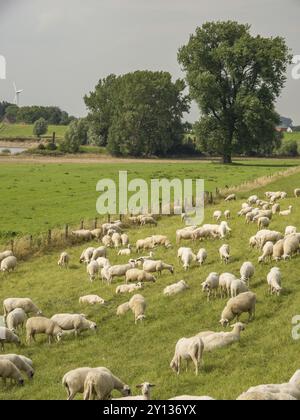 Pâturage vert avec un grand troupeau de moutons, un seul arbre en arrière-plan, xanten, Bas-rhin, allemagne Banque D'Images