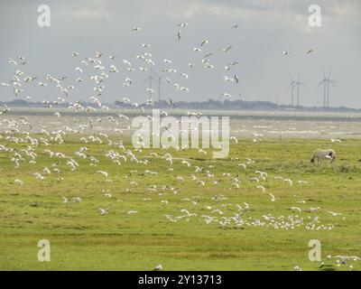 Mouettes au-dessus d'une prairie verte avec un cheval solitaire et des éoliennes en arrière-plan par une journée nuageuse, Spiekeroog, Frise orientale, mer du Nord, Allemagne, Europ Banque D'Images