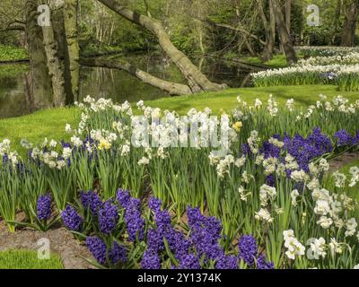 Jonquille de poète et jacinthes violettes sur la rive d'un ruisseau, entouré d'arbres, amsterdam, pays-bas Banque D'Images